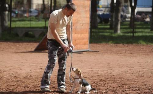 Beagle willy