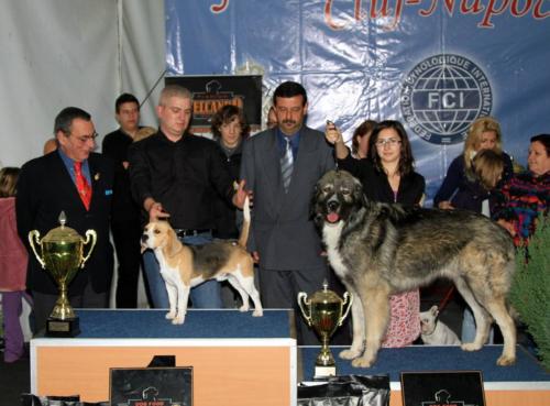 best in show