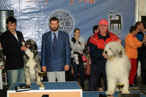 best romanian shepherd dog